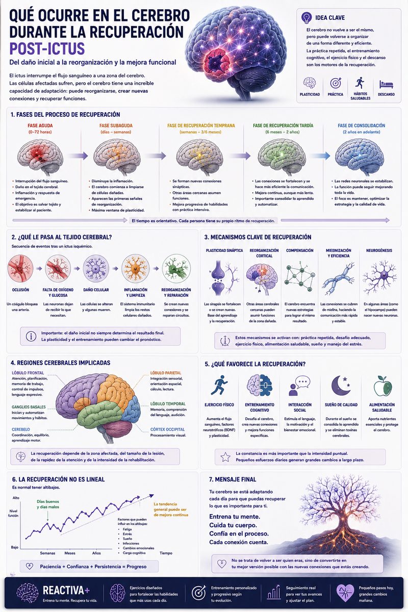 Infografía: Qué ocurre en el cerebro post-ictus